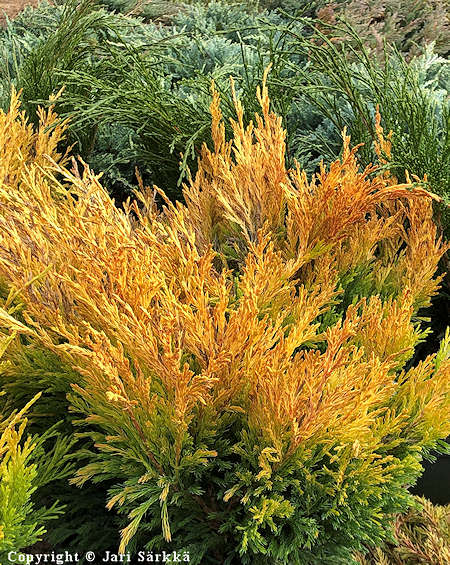 Juniperus horizontalis 'Lime Glow', keltalaakakataja